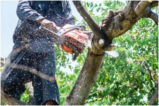 tree services Greenfields